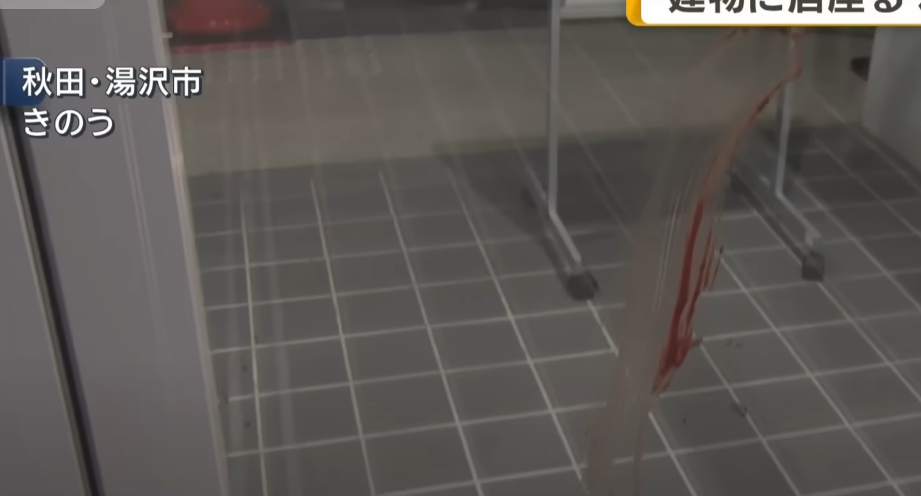 日本旅遊|秋田縣黑熊闖市區4人傷 闖入商廈躲進住宅逾24小時(有片)