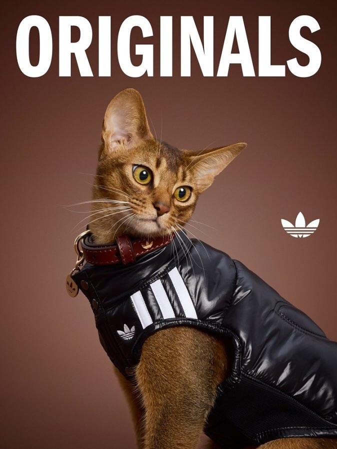 adidas Originals寵物背心外套