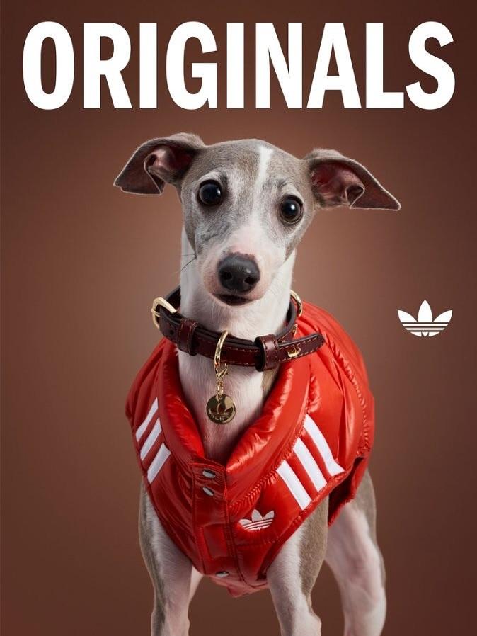 adidas Originals寵物背心外套