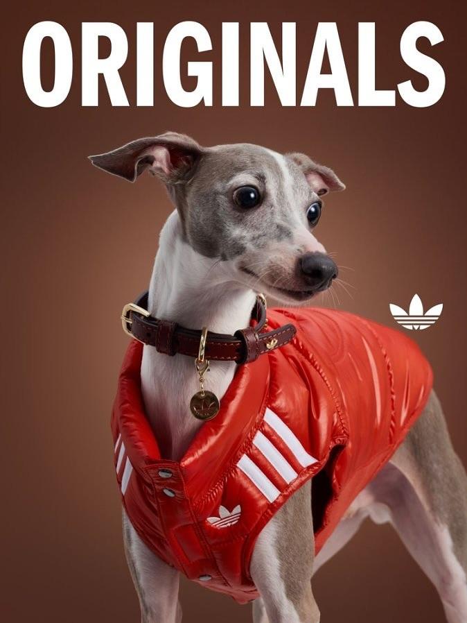 adidas Originals新推2025秋冬寵物系列