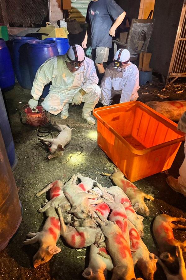 台灣首現非洲豬瘟禁運豬5天 現搶鮮肉潮魯肉飯店被逼停業