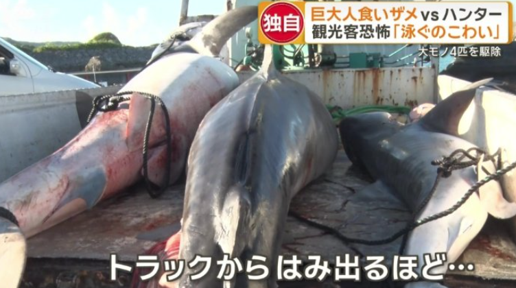 沖繩宮古島現5米鯊魚 遊客居民心驚驚