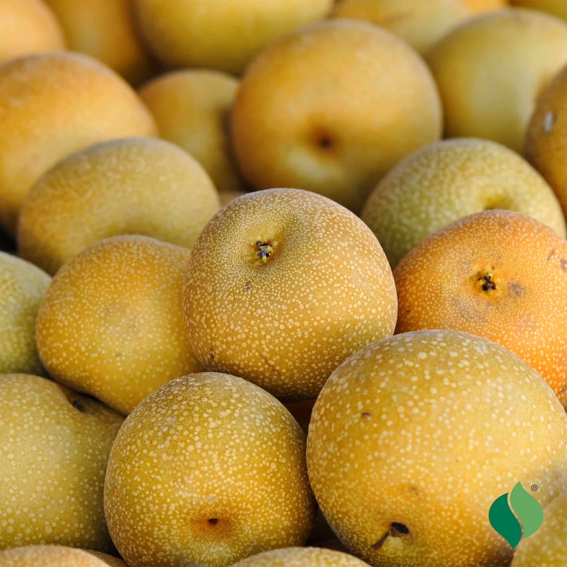 水梨:有潤肺止咳的功效。