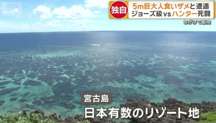 沖繩宮古島現5米鯊魚 遊客居民心驚驚