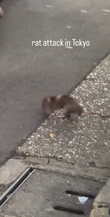 東京新宿街頭遭老鼠咬 女遊客腳背大量流血(有片)|日本旅遊