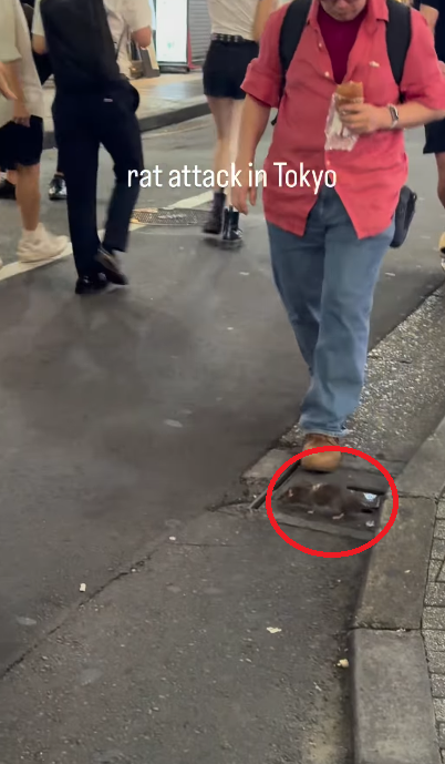 東京新宿街頭遭老鼠咬 女遊客腳背大量流血(有片)|日本旅遊