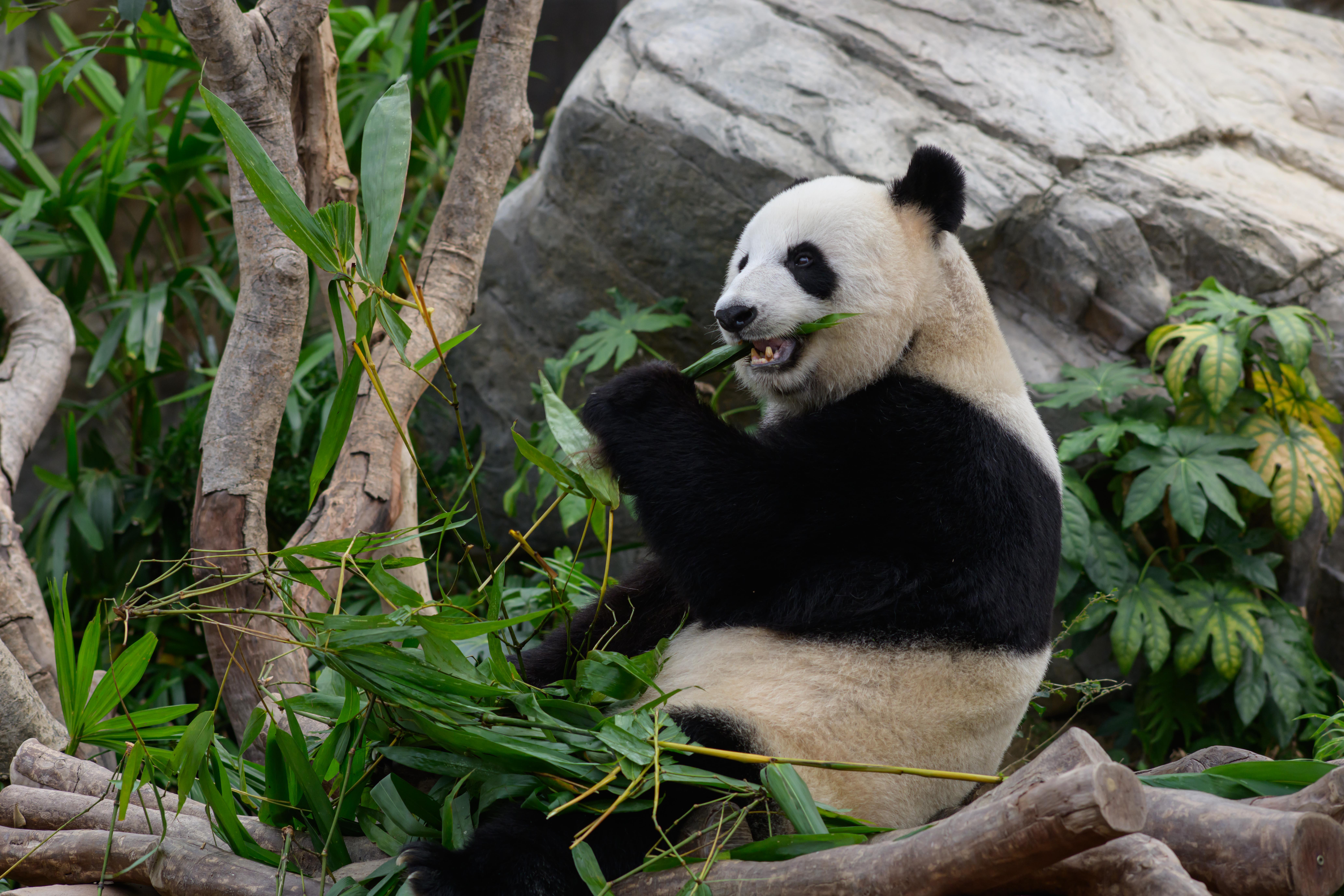 受惠於大熊貓熱潮,海洋公園連同水上樂園入場人次和收入連續4年上升。(海洋公園提供)