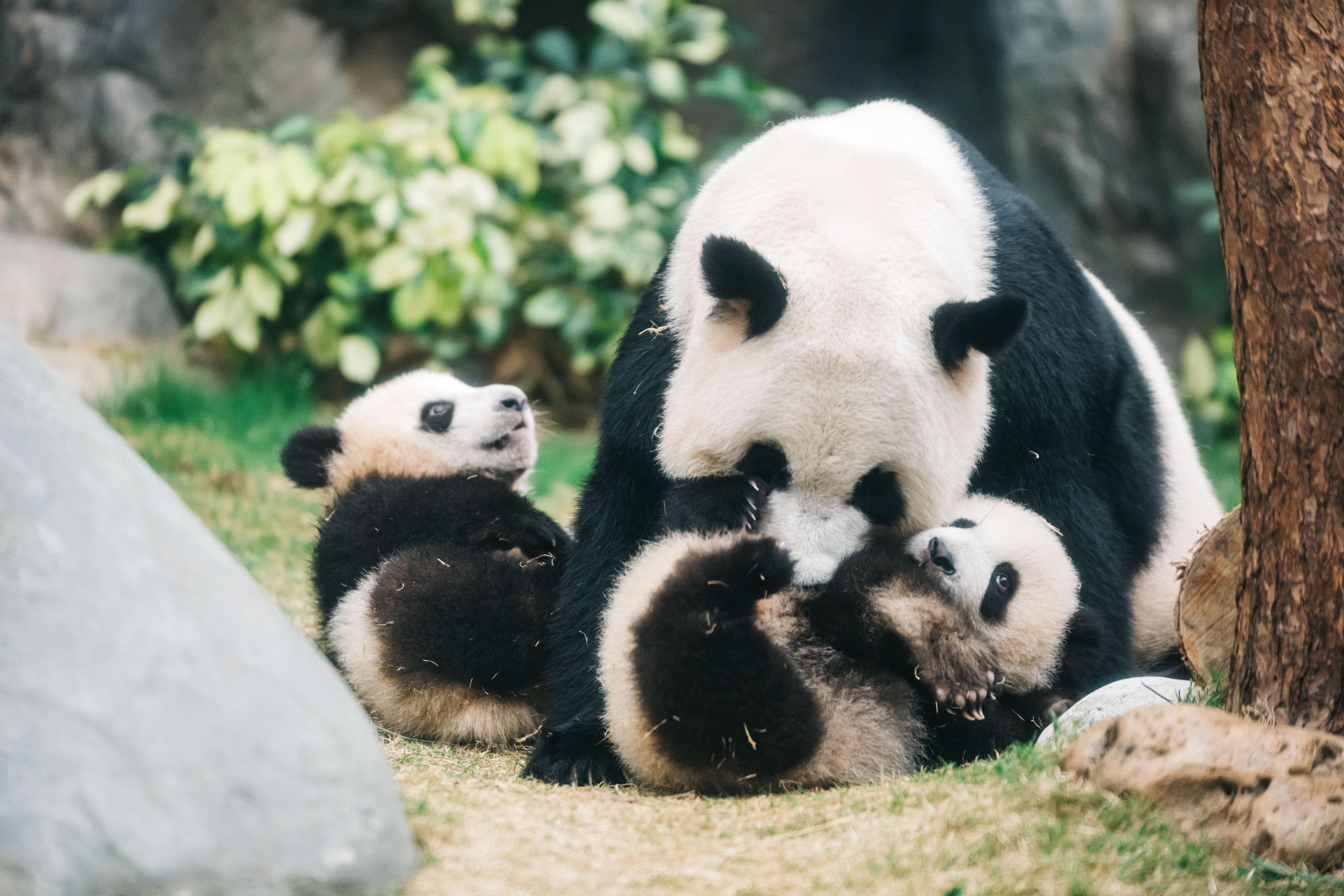 受惠於大熊貓熱潮,海洋公園連同水上樂園入場人次和收入連續4年上升。(海洋公園提供)