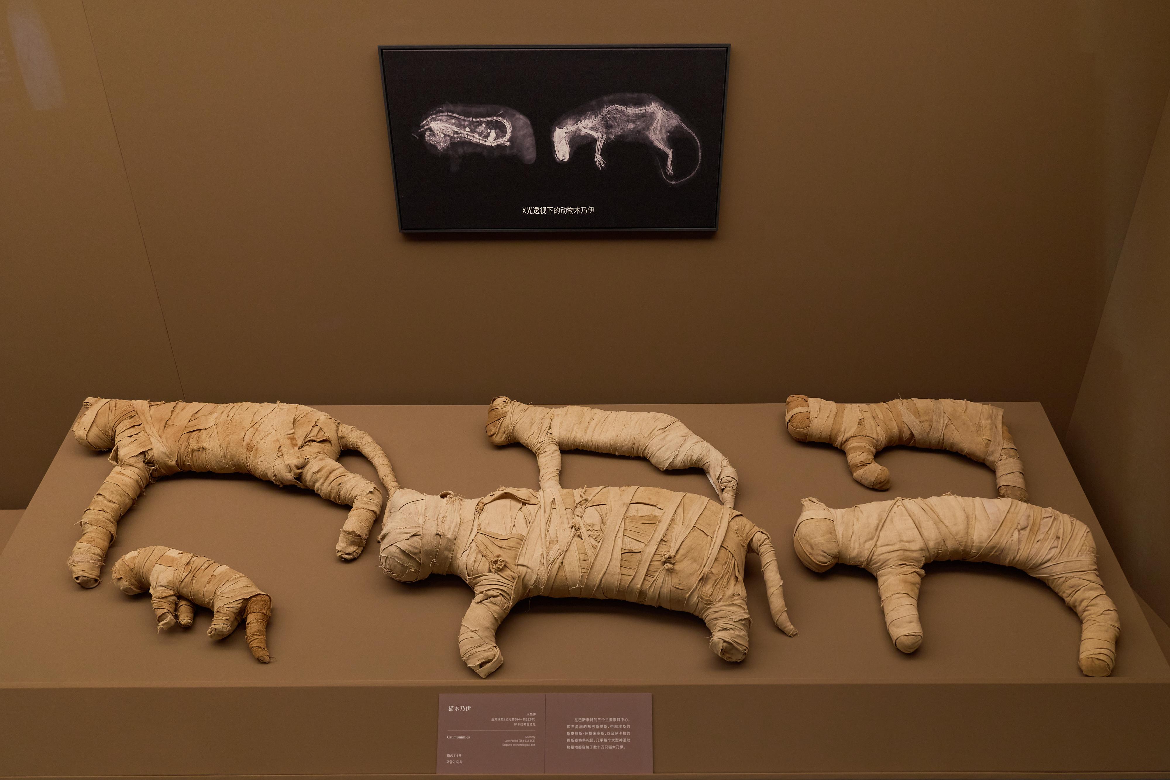貓木乃伊後期埃及(公元前 664–公元前 332 年)木乃伊薩卡拉考古遺址