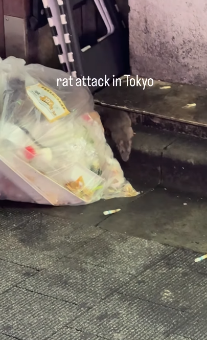 東京新宿街頭遭老鼠咬 女遊客腳背大量流血(有片)|日本旅遊