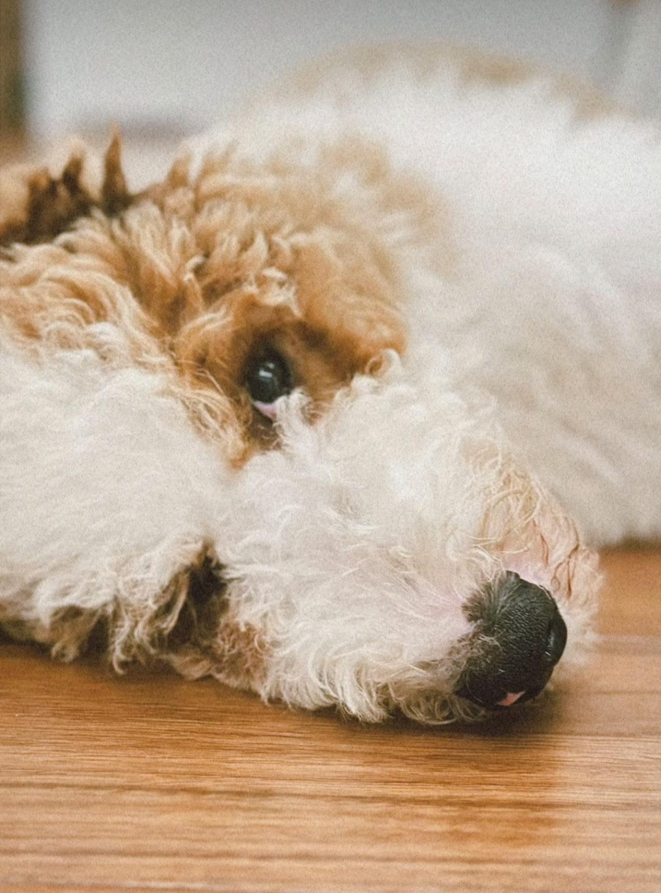 張繼聰愛犬為保護家傭被咬數個血洞 。