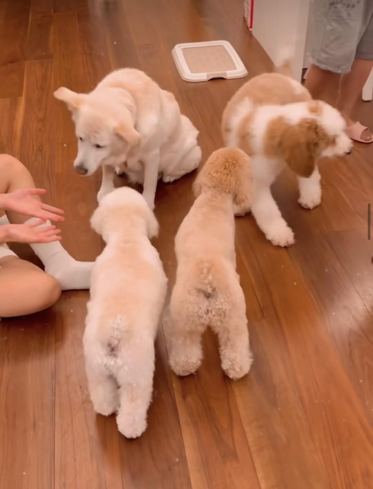 張繼聰一家向來都是愛犬之人,家有多隻毛孩。