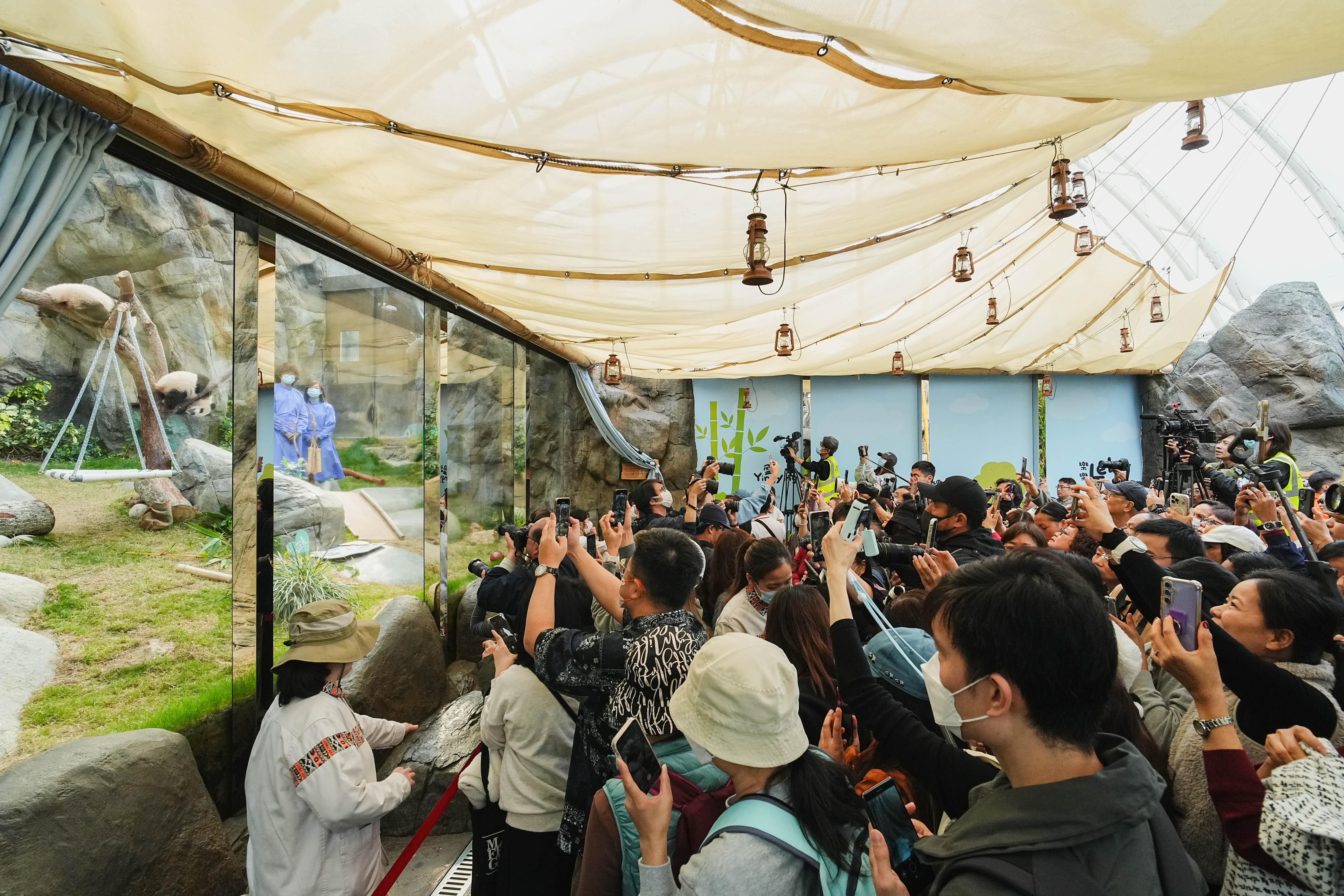 受惠於大熊貓熱潮,海洋公園連同水上樂園入場人次和收入連續4年上升。(海洋公園提供)