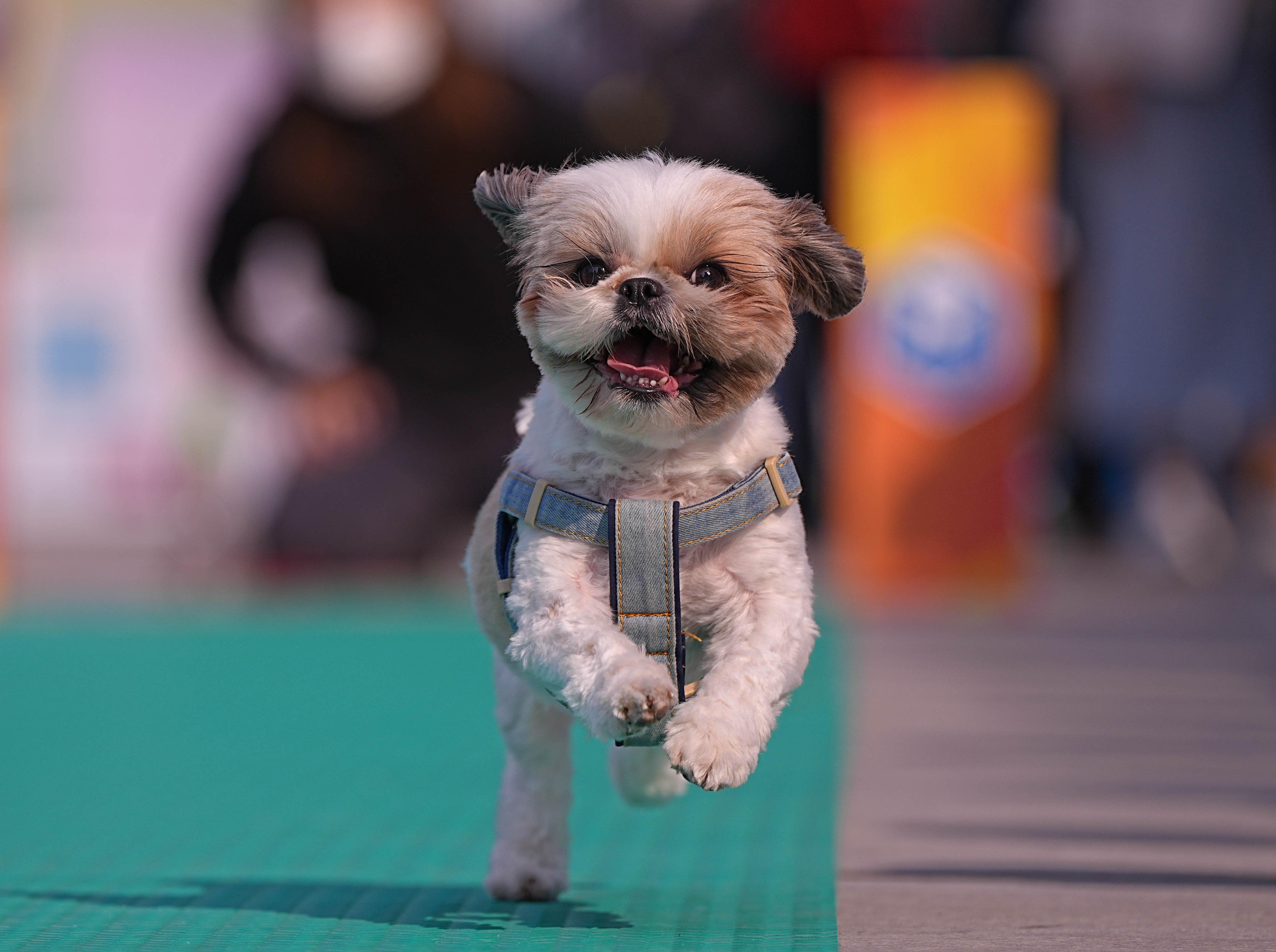 「毛孩三項鐵寵運動會」11月2日開鑼。
