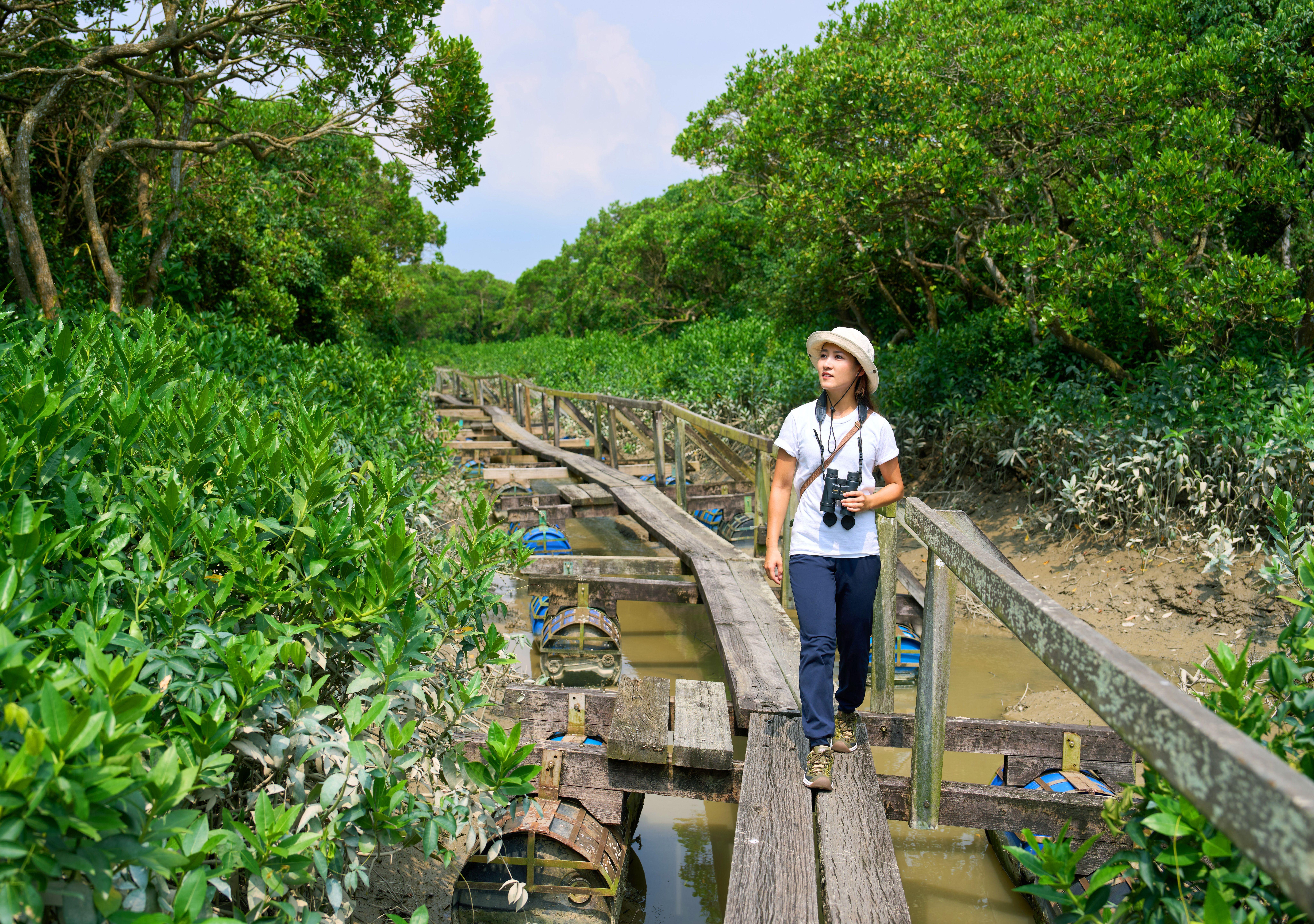 「浮橋導賞」讓參加者踏上潮間帶浮橋,近距離觀察紅樹林生態