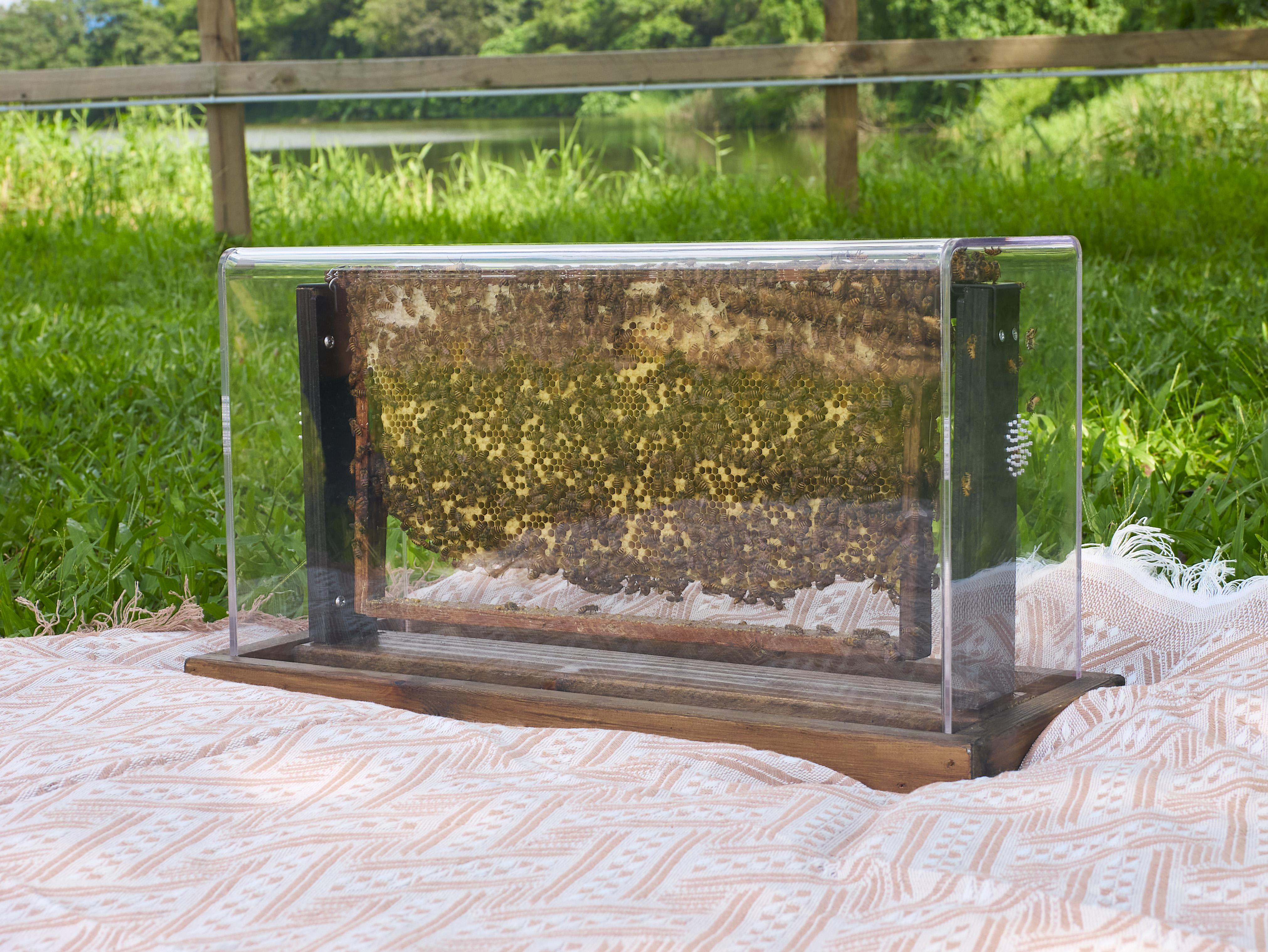 蜜蜂巢箱全接觸