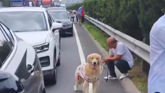 十一國慶|有人在塞車時把握時間放狗。