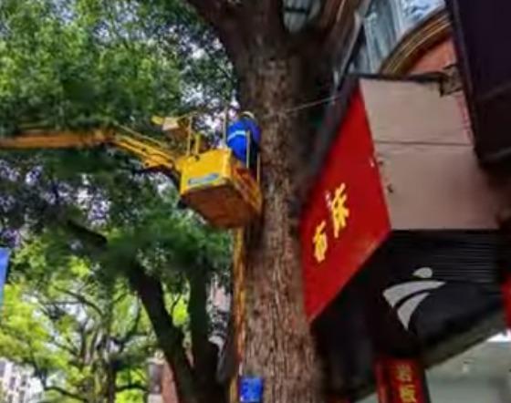 廣西壯族自治區賀州市一棵擁有220年樹齡的古樟樹,今年7月底被發現遭人惡意投毒。