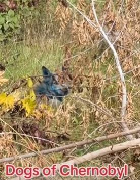 烏克蘭切爾諾貝爾核電廠出現不止一隻藍色流浪狗。