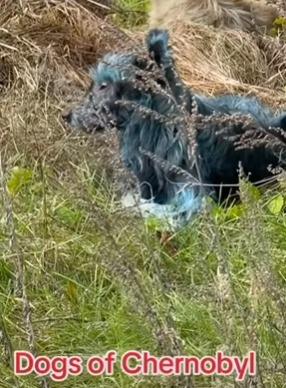烏克蘭切爾諾貝爾核電廠出現不止一隻藍色流浪狗。
