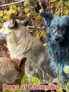 烏克蘭切爾諾貝爾核電廠出現不止一隻藍色流浪狗。