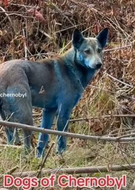 烏克蘭切爾諾貝爾核電廠出現不止一隻藍色流浪狗。