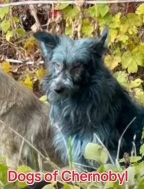 烏克蘭切爾諾貝爾核電廠出現不止一隻藍色流浪狗。