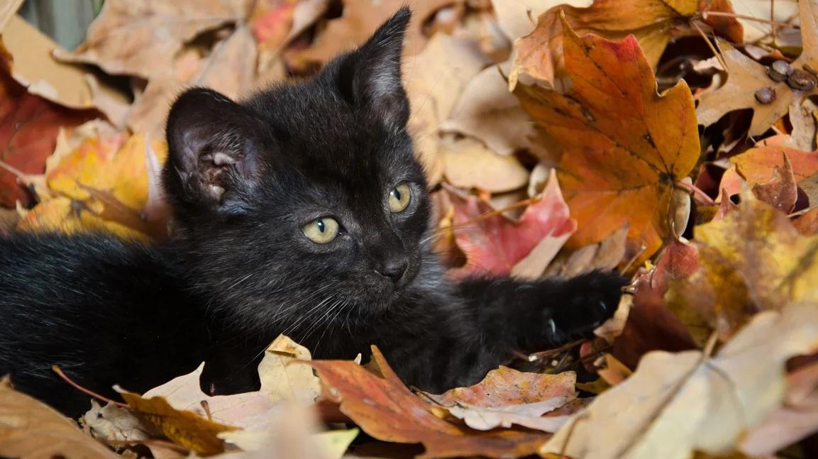 西班牙加泰隆尼亞城市塔拉薩禁止居民萬聖節期間從動物收容所領養黑貓。(互聯網)
