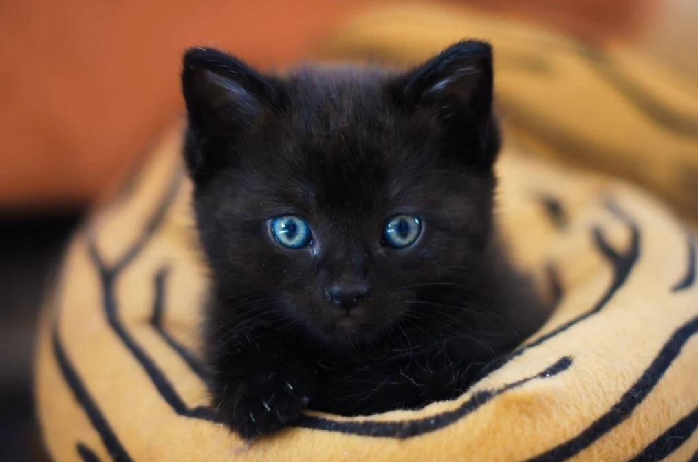 西班牙加泰隆尼亞城市塔拉薩禁止居民萬聖節期間從動物收容所領養黑貓。(互聯網)