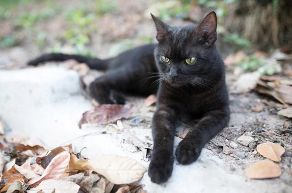 西班牙加泰隆尼亞城市塔拉薩禁止居民萬聖節期間從動物收容所領養黑貓。(互聯網)