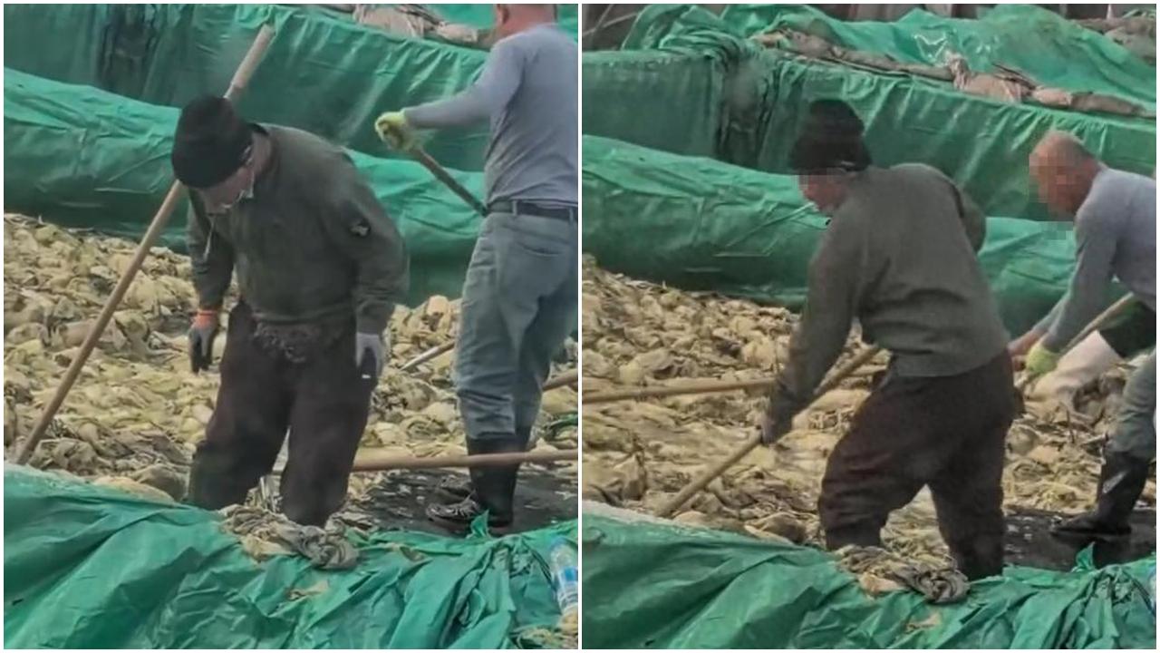 片段中一名工人一邊工作一邊抽煙,甚至在酸菜池中吐痰。(大風新聞)