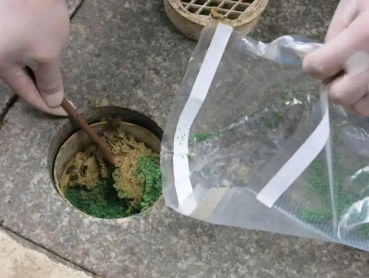 工作人員在樹基周邊用於透水排氣的孔洞中,發現大量散發刺激性氣味的可疑物質。(人民日報)