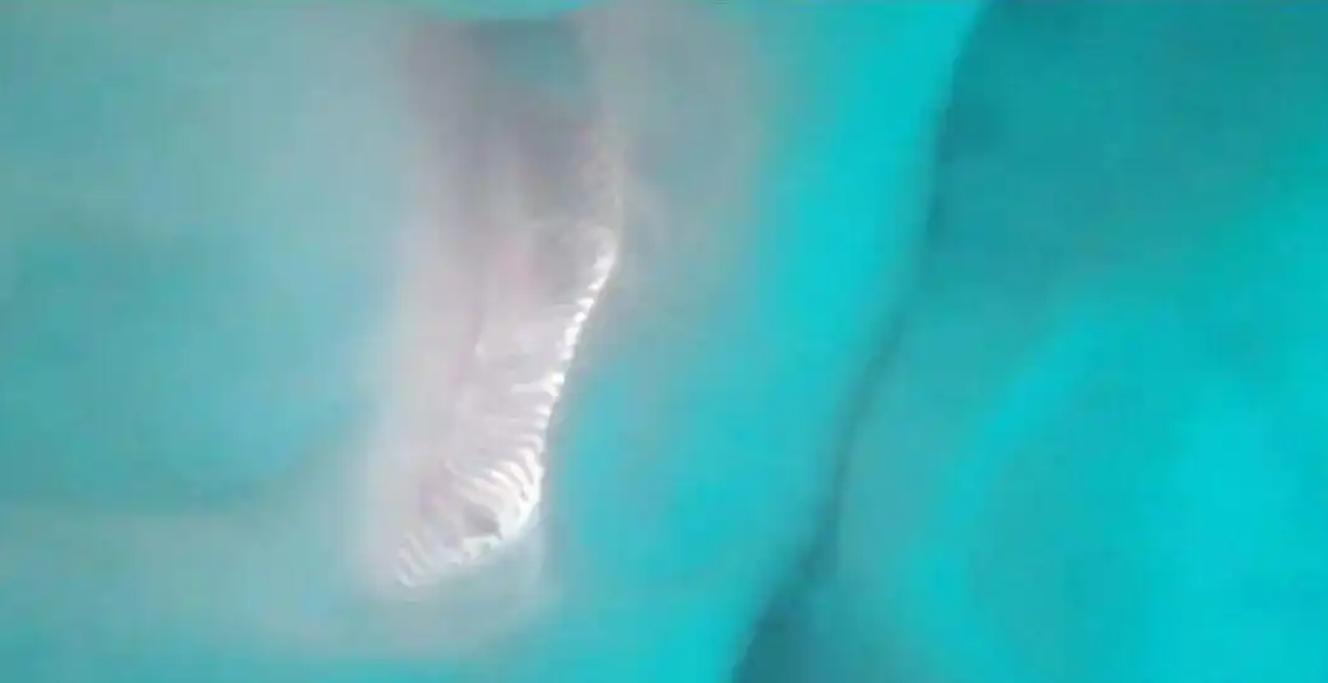 被吞入相機意外幫鯊魚拍「胃鏡」。(極目新聞)