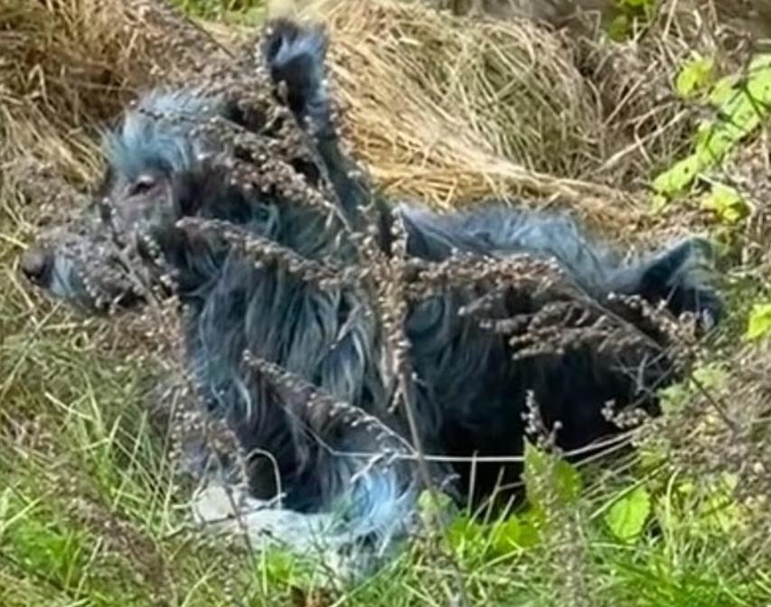 烏克蘭切爾諾貝爾核電廠出現不止一隻藍色流浪狗。