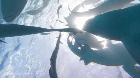 鯊魚把相機吐出後,回到大海。(影片截圖)