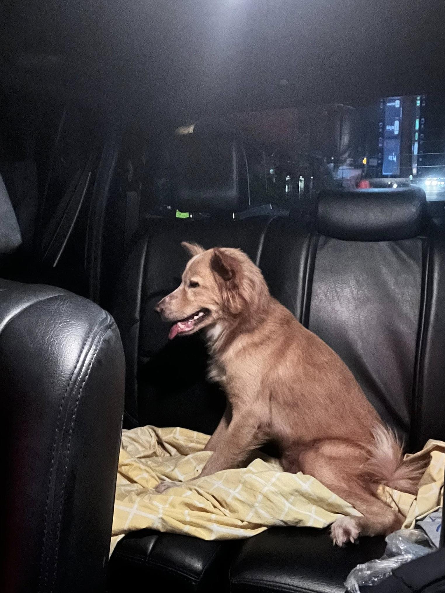 小黃狗「魯克」捨身護主受傷,幸得動保組織協助,給牠提供醫療照顧。(互聯網)