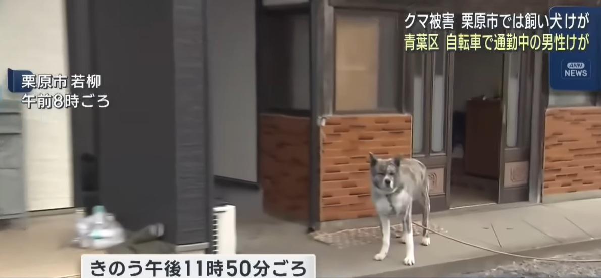 狗狗周日晚在家門前遭野熊襲擊,背部被抓傷,最終跟主人合力擊退黑熊。(互聯網)