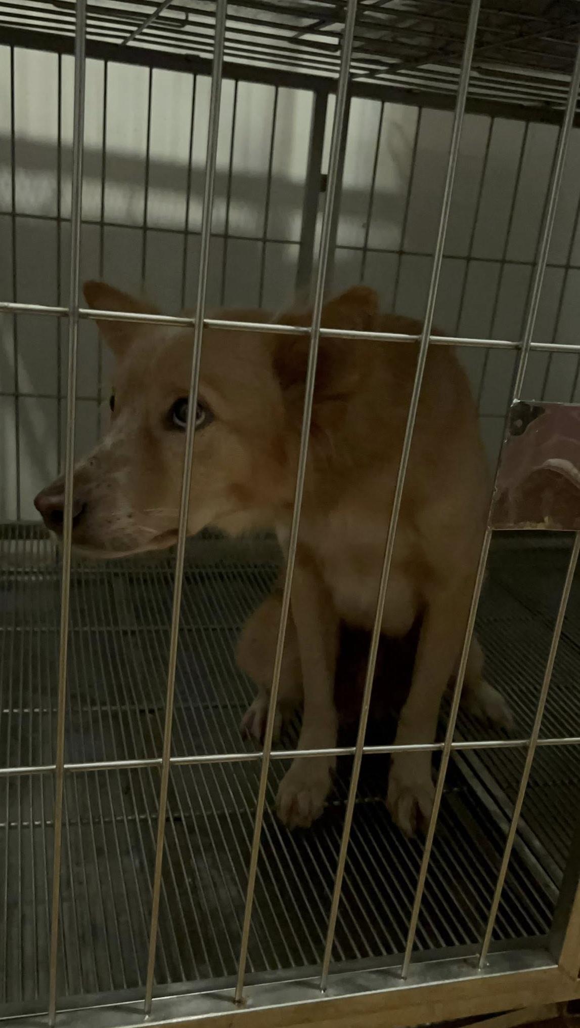 小黃狗「魯克」捨身護主受傷,獲救後已得到適當治療。(互聯網)