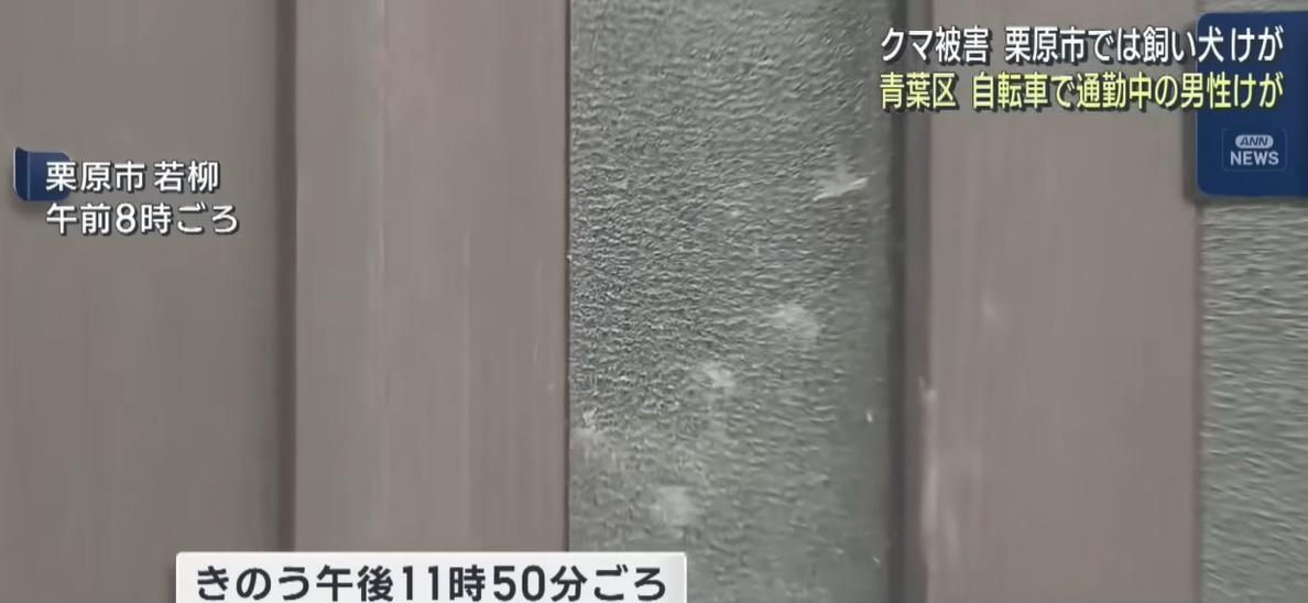 大門留下黑熊腳印痕跡。(互聯網)