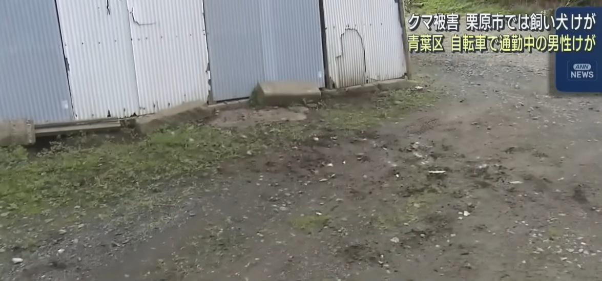 前院留下黑熊腳印。(互聯網)