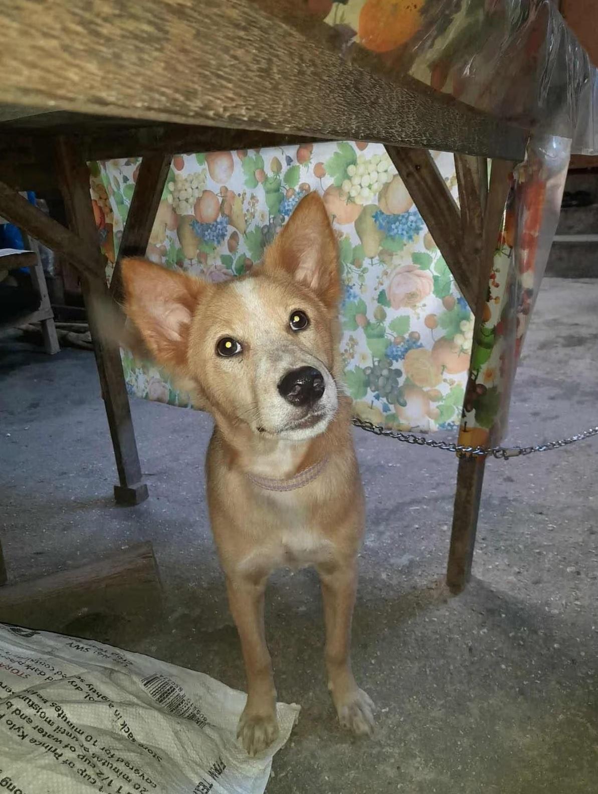 圖為英雄小狗「魯克」。(互聯網)