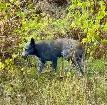 烏克蘭切爾諾貝爾核電廠出現不止一隻藍色流浪狗。