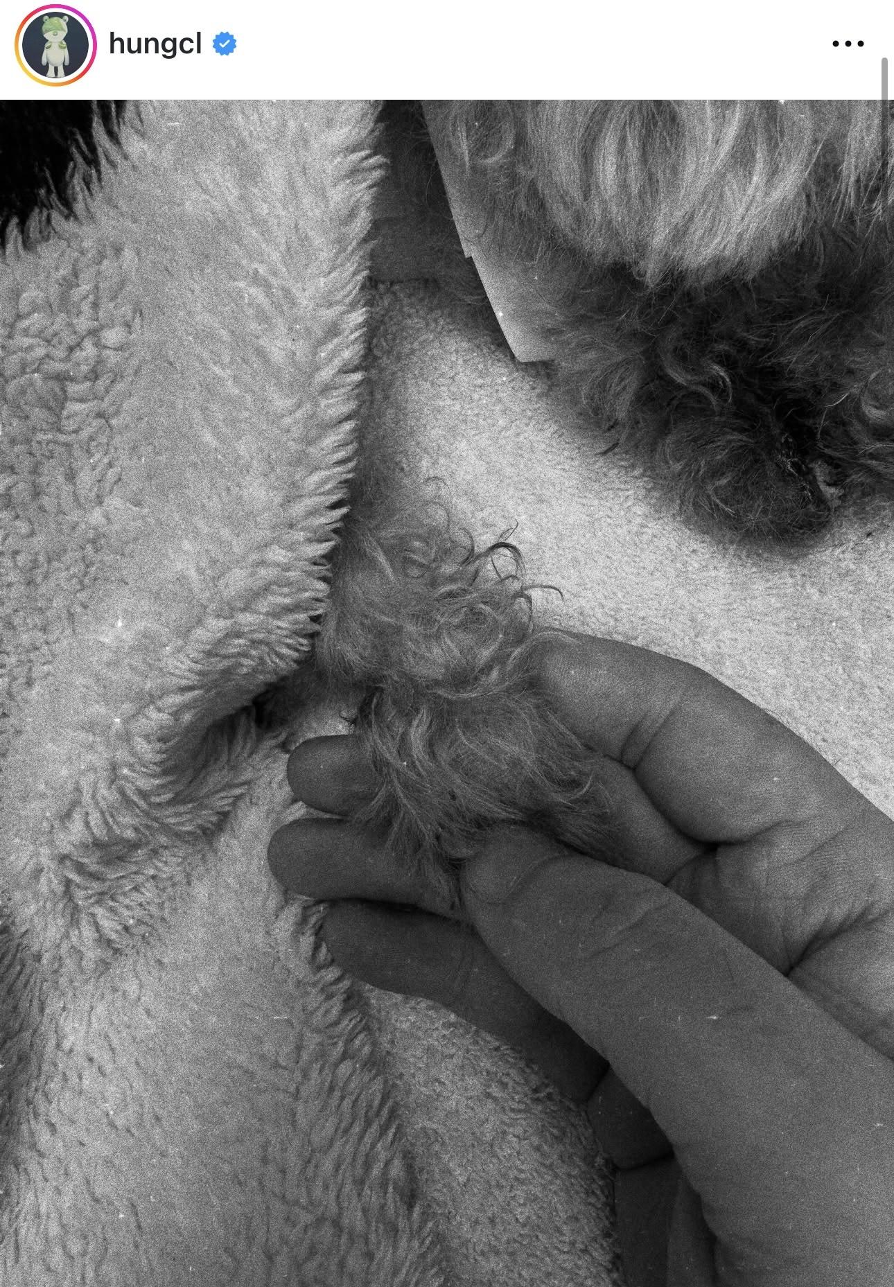 洪卓立在社交網發文悼念曾與湯怡共同撫養的「肥膏」。