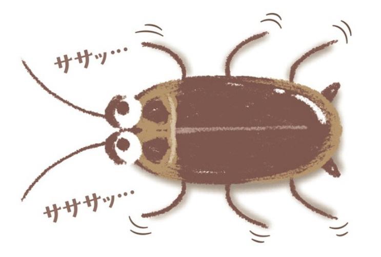 巨型蟑螂在九州北部大量繁殖,數量之多、體形之大令居民驚訝。(互聯網)