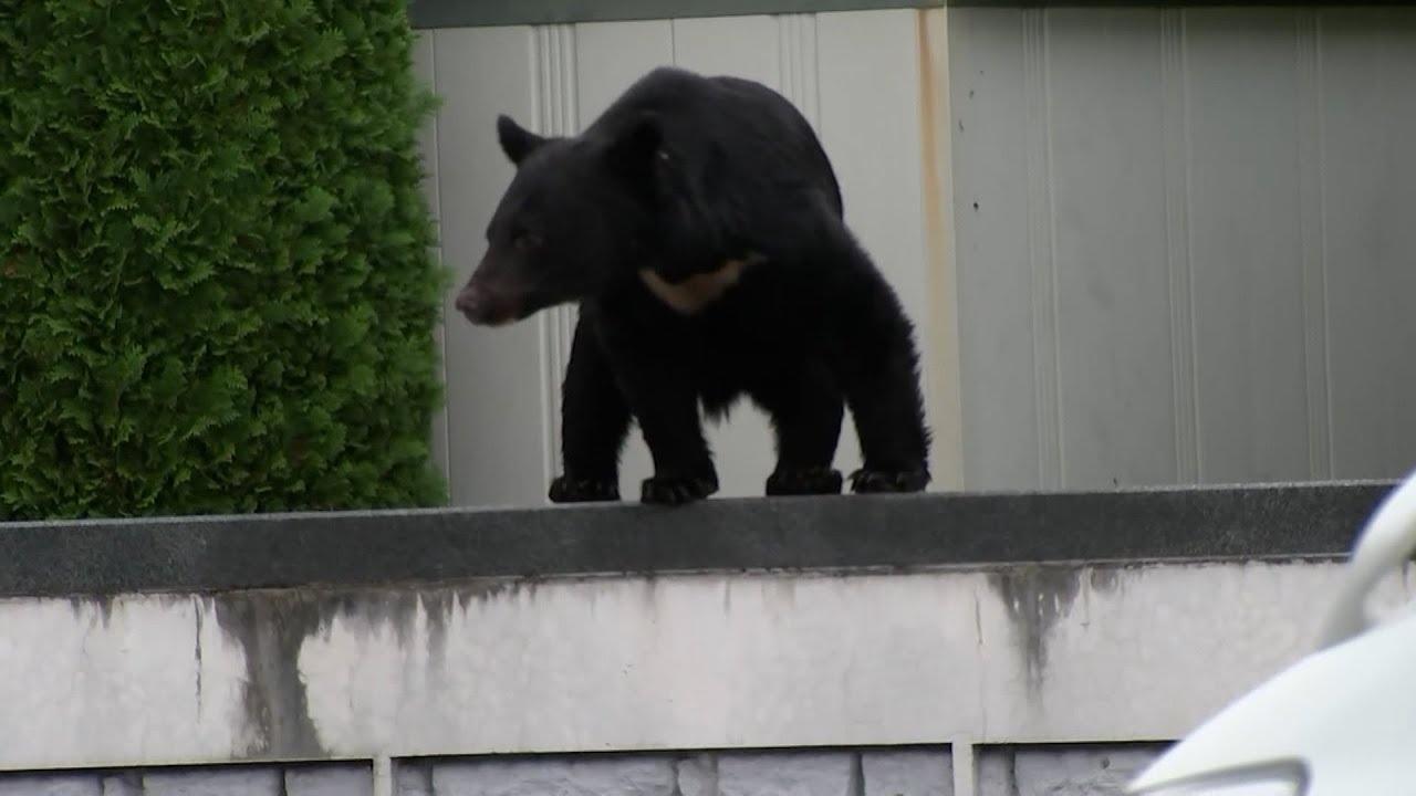出現在市區的亞洲黑熊。(網上圖片)