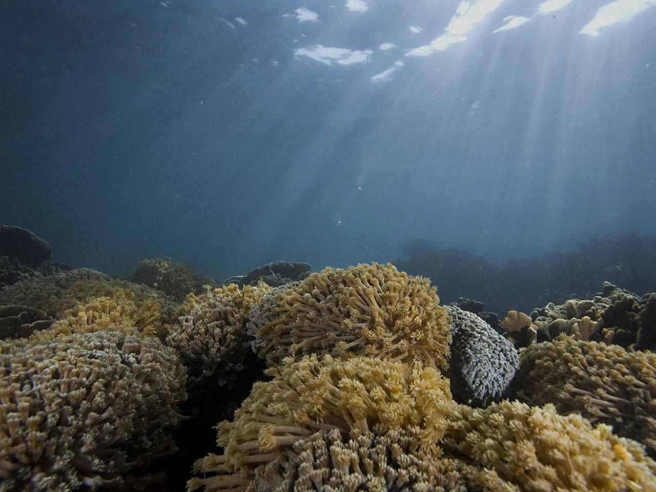 環境及生態局留意到遊客橋咀洲踐踏珊瑚及捕取海洋生物。(政府新聞處資料圖片)