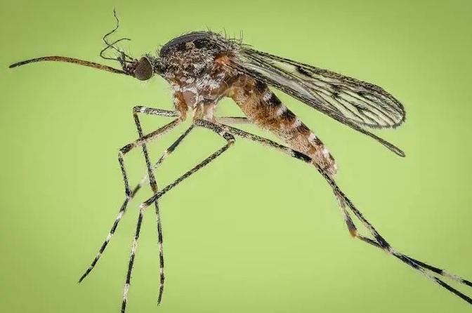環帶絨蚊(Culiseta annulata)。(互聯網)