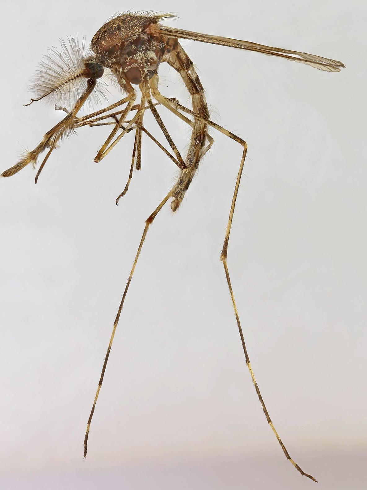 環帶絨蚊(Culiseta annulata)。(互聯網)