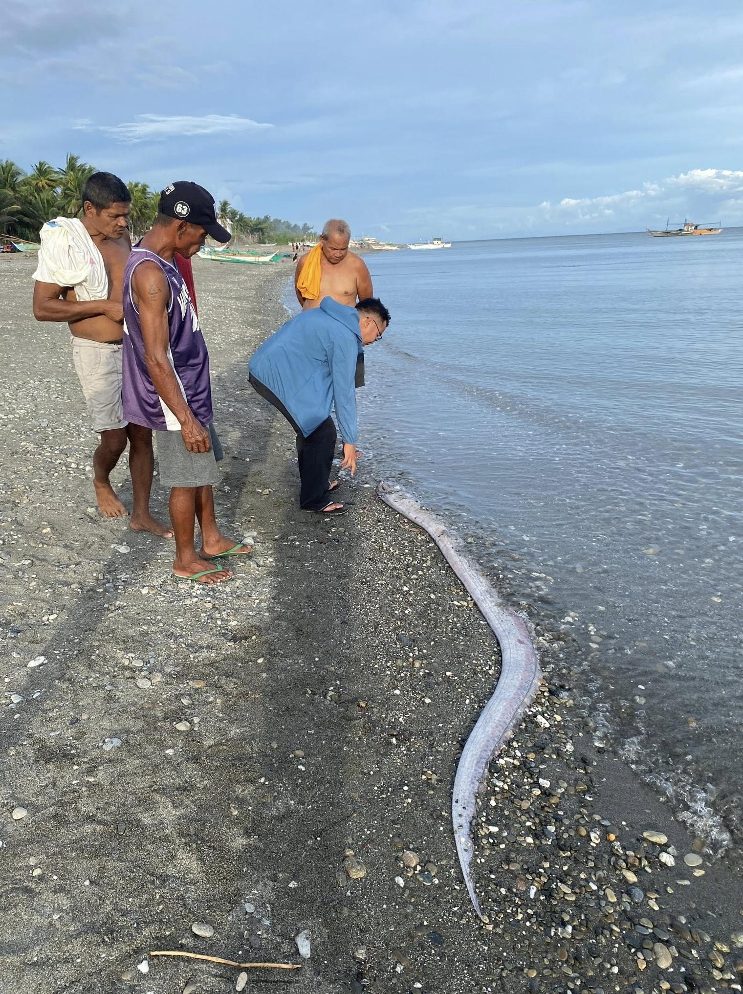 漁民發現3.5米長巨型地震魚屍體被沖上岸。(互聯網)