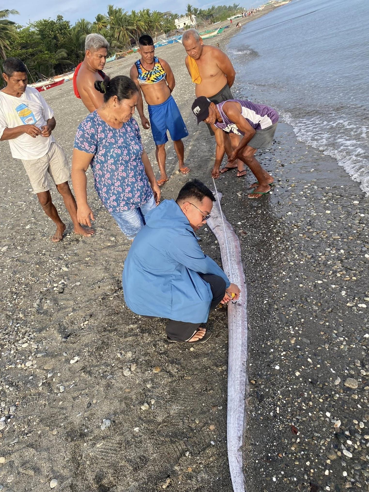 漁民量度巨型地震魚屍體。(互聯網)